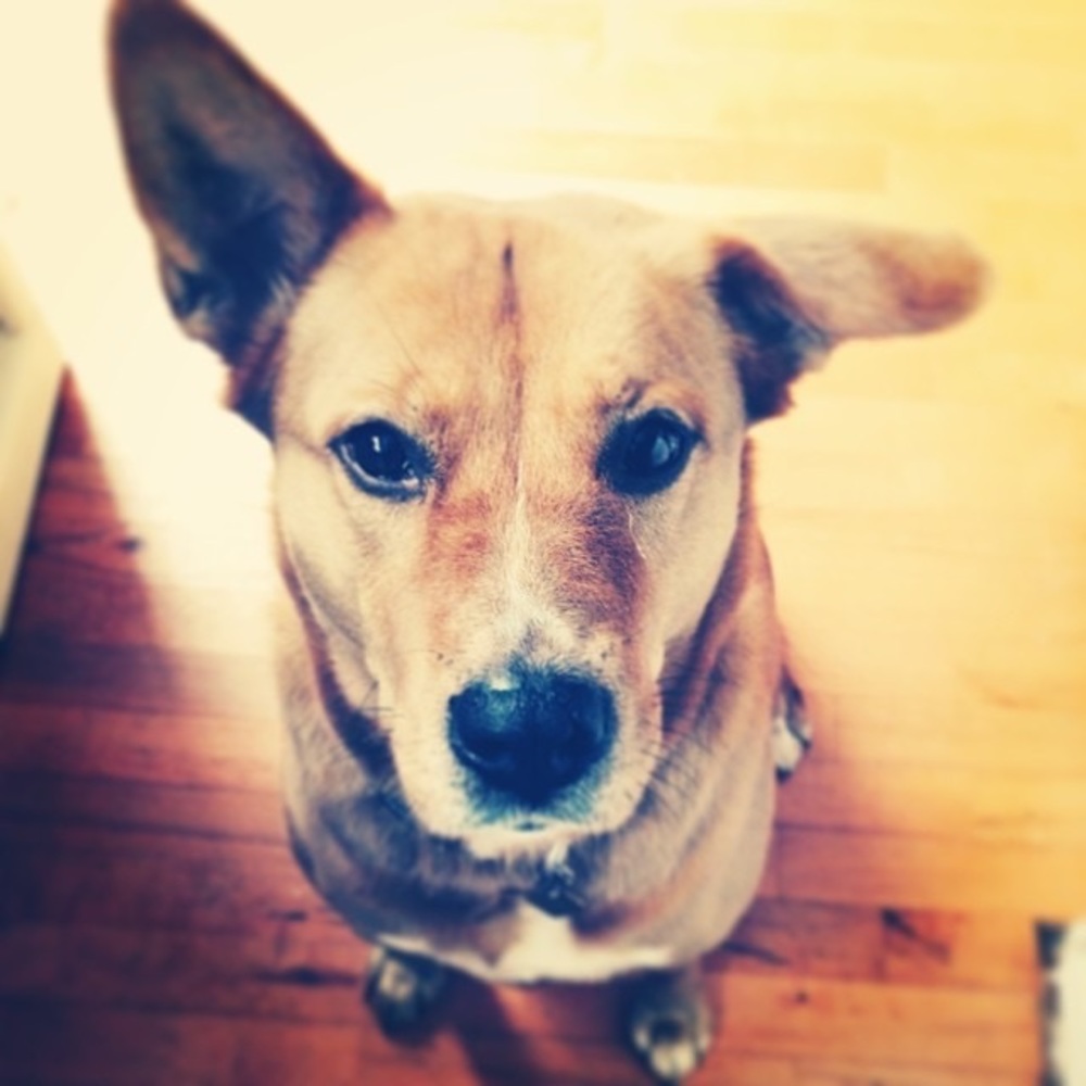 Meet your Posher, Laura